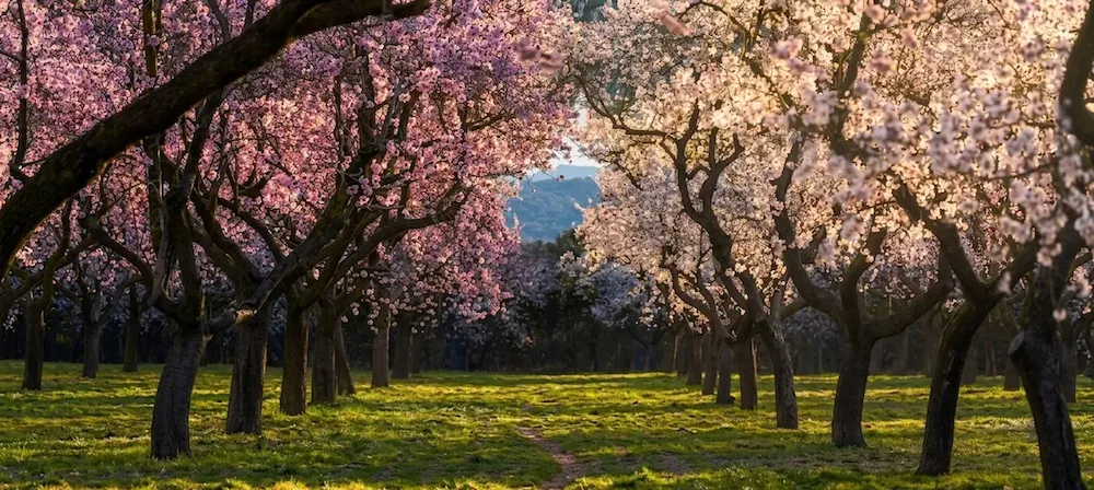 Campo de almendros andaluz en flor